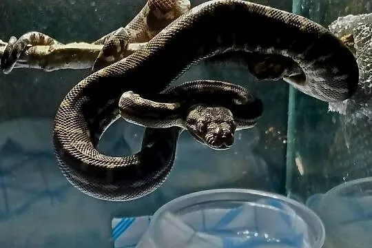 Morelia bredli