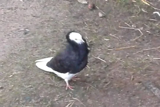 Kapucyny