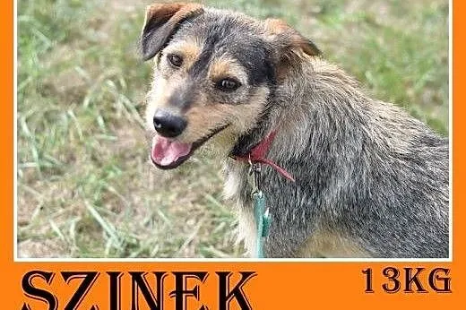 13kg,średni,przyjazny,towarzyski piesek SZINEK.Adopcja,  dolnośląskie Wrocław