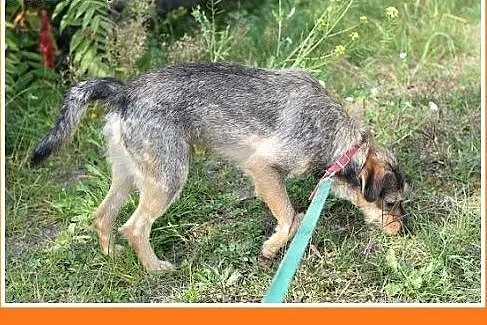 13kg,średni,przyjazny,towarzyski piesek SZINEK.Ado