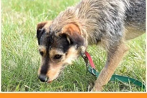 13kg,średni,przyjazny,towarzyski piesek SZINEK.Ado