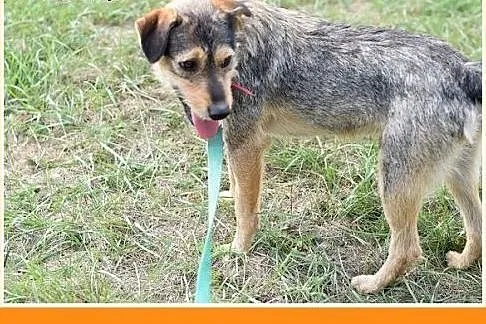 13kg,średni,przyjazny,towarzyski piesek SZINEK.Ado