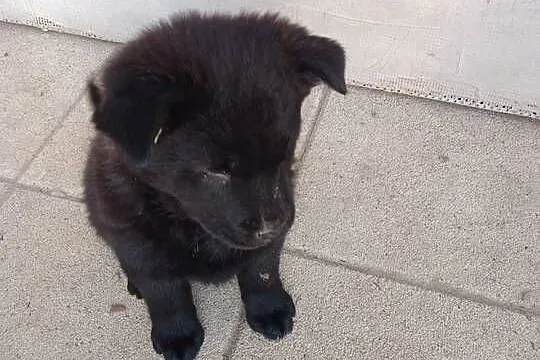 Szczeniaki pół chow chow, Podkarpackie, Łańcut
