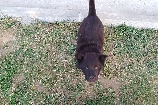 Szczeniaki pół chow chow, Podkarpackie, Łańcut