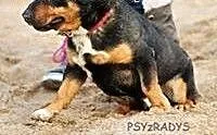 PSIKUS - rottweiler dla krasnoludków, mazowieckie
