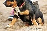 PSIKUS - rottweiler dla krasnoludków, mazowieckie Warszawa