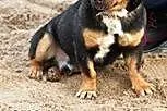 PSIKUS - rottweiler dla krasnoludków,  mazowieckie