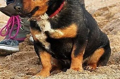 PSIKUS - rottweiler dla krasnoludków,  mazowieckie