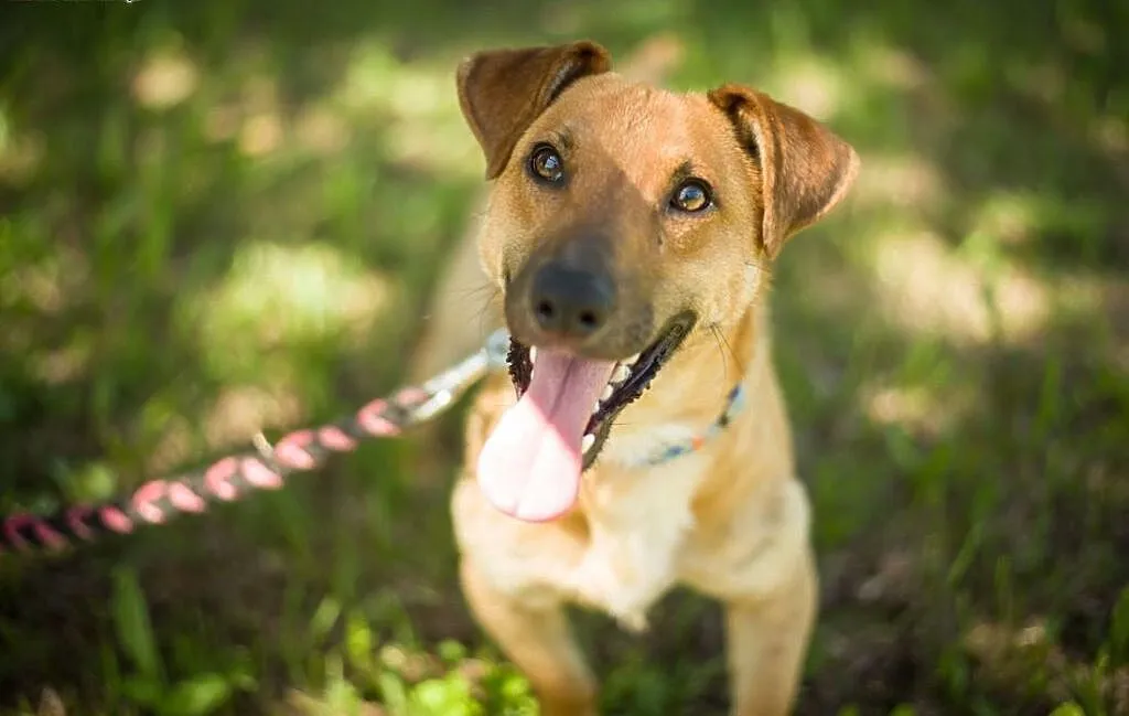 Jasiek 8 miesięczny szczeniak do adopcji , mazowieckie Warszawa, Mazowieckie, Warszawa
