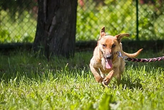 Jasiek 8 miesięczny szczeniak do adopcji ,  mazowieckie Warszawa, Mazowieckie, Warszawa