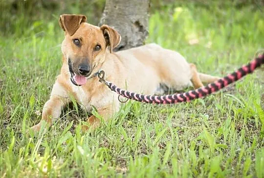 Jasiek 8 miesięczny szczeniak do adopcji ,  mazowieckie Warszawa, Mazowieckie, Warszawa