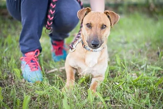 Jasiek 8 miesięczny szczeniak do adopcji ,  mazowieckie Warszawa, Mazowieckie, Warszawa