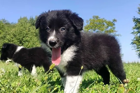 BORDER COLLIE czystej krwi z Hodowli - Rasowy pies z pełną dok.
