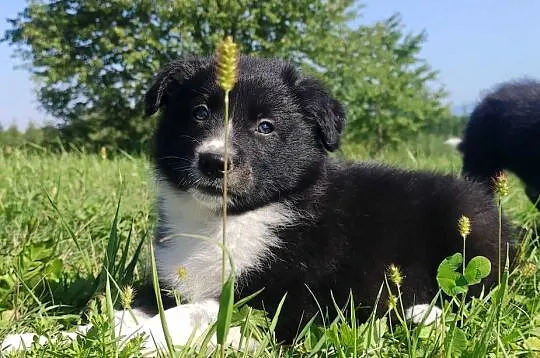 BORDER COLLIE czystej krwi z Hodowli - Rasowy pies z pełną dok., Podkarpackie, Iwonicz
