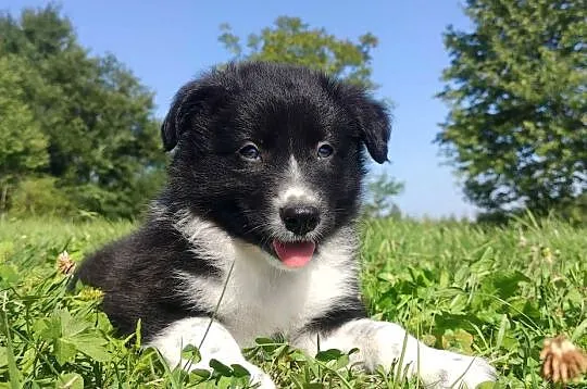 BORDER COLLIE czystej krwi z Hodowli - Rasowy pies z pełną dok., Podkarpackie, Iwonicz