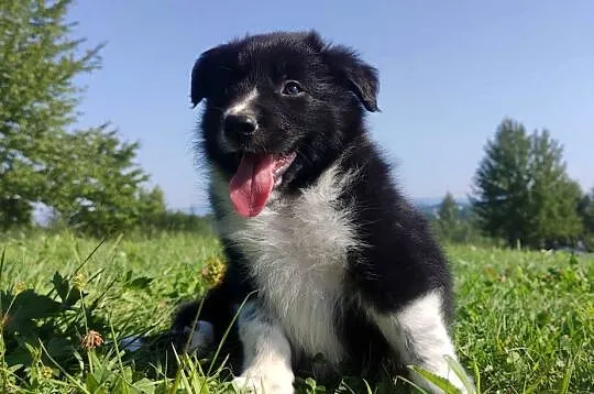 BORDER COLLIE czystej krwi z Hodowli - Rasowy pies z pełną dok., Podkarpackie, Iwonicz
