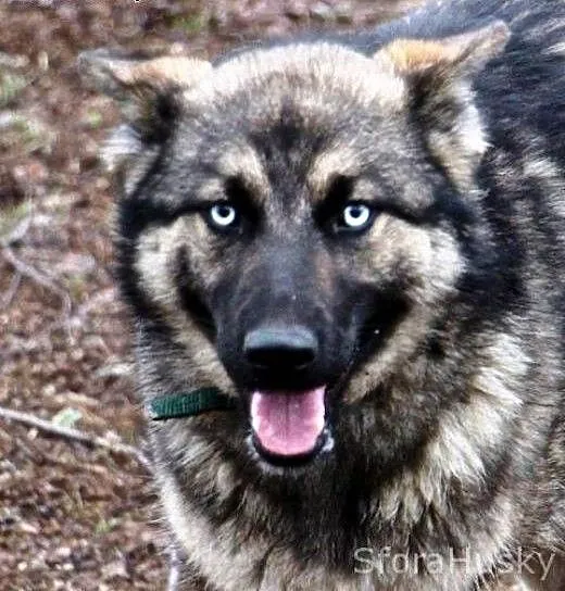 ASHA szuka domu, wielkopolskie Poznań