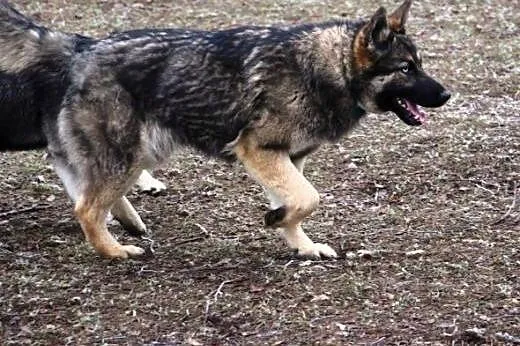 ASHA szuka domu,  wielkopolskie Poznań