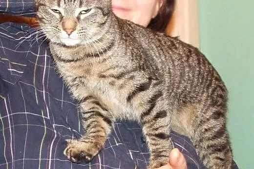 Roczny kocurek Kornet - miziak, pieszczoch i przyt