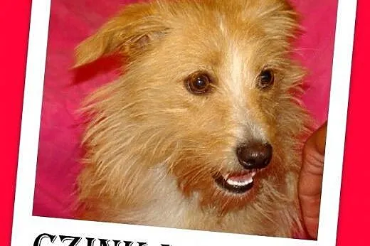 Nakolankowa,mała 7kg,łagodna,esoła suczka CZINKA.Adopcja,  dolnośląskie Wrocław