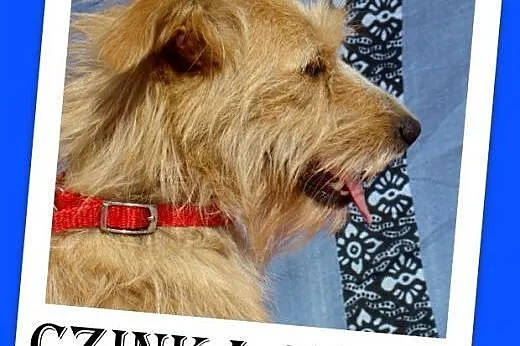 Nakolankowa,mała 7kg,łagodna,esoła suczka CZINKA.A