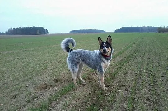 Zaadoptuj Pieska- Twojego wiernego Przyjaciela