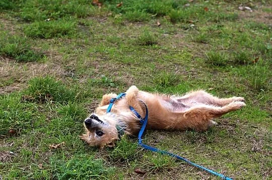 TIMON - radośnie merda ogonkiem, chcesz zostać jego domkiem? :)