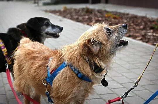 TIMON - radośnie merda ogonkiem, chcesz zostać jego domkiem? :), Mazowieckie, Warszawa