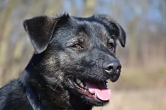 Vito - najlepszy przyjaciel człowieka w schronisku