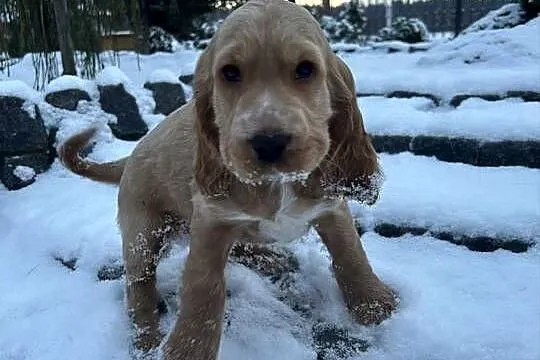 Cocker spaniel angielski