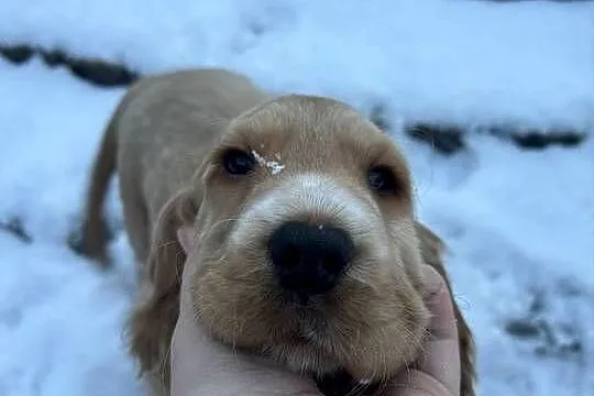 Cocker spaniel angielski, Łódzkie, Celestynów