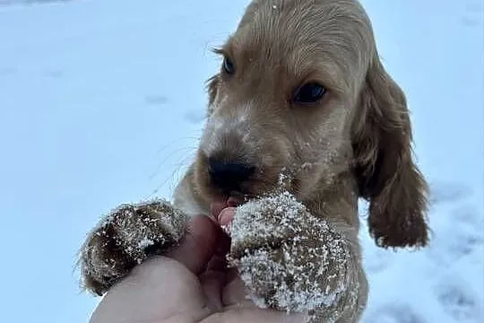 Cocker spaniel angielski, Łódzkie, Celestynów