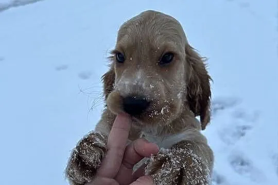 Cocker spaniel angielski, Łódzkie, Celestynów