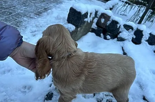Cocker spaniel angielski, Łódzkie, Celestynów
