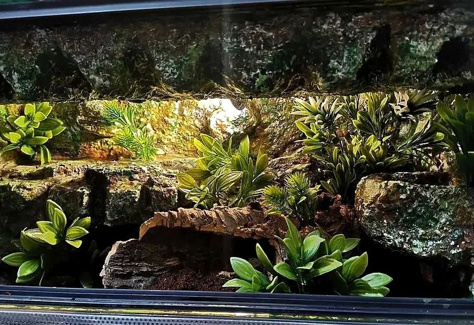 Terrarium 60x30x30 tropikalne dla gekona, Wielkopolskie, Ostrów Wielkopolski