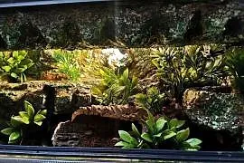 Terrarium 60x30x30 tropikalne dla gekona