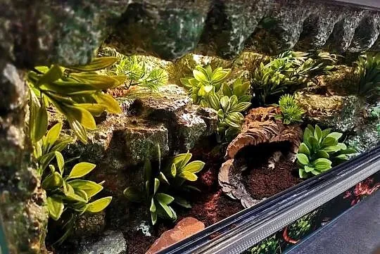 Terrarium 60x30x30 tropikalne dla gekona, Wielkopolskie, Ostrów Wielkopolski