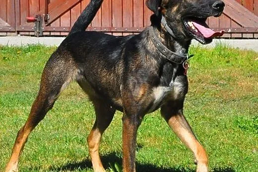 SONIA - 2,5 roczna sunia już tak długo szuka domu 