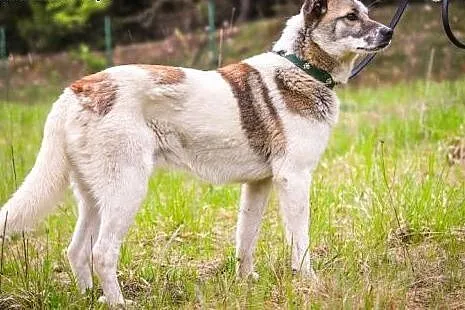 Apacz - młody, bezproblemowy psiak :),  warmińsko-mazurskie Olsztyn, Warmińsko-mazurskie, Olsztyn