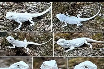 Agama brodata hypo zero