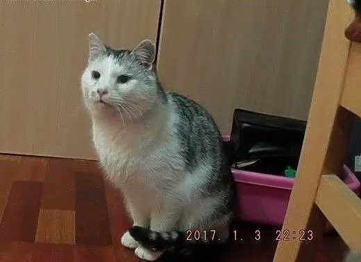 Kocur Nosek przyjazny gadułka szuka kochającego do