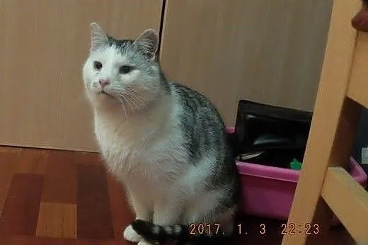 Kocur Nosek przyjazny gadułka szuka kochającego do