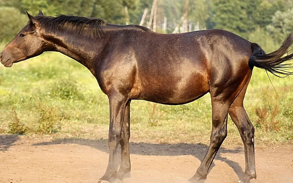 Śliczny młody ogier po Tipsy's Pet, ,