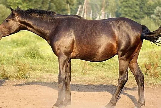 Śliczny młody ogier po Tipsy's Pet, , 