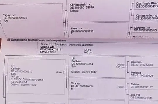 Śliczny młody ogier po Tipsy's Pet, , 