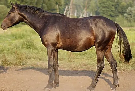 Śliczny młody ogier po Tipsy's Pet, , 