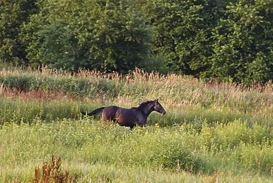 Śliczny młody ogier po Tipsy's Pet, , 