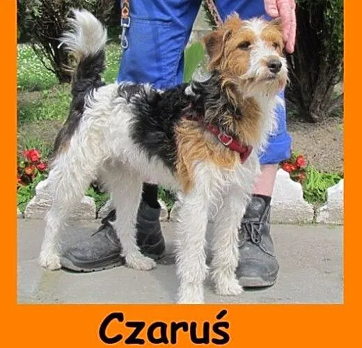 Czaruś - roczniak w typie Fox Terriera, dolnośląs