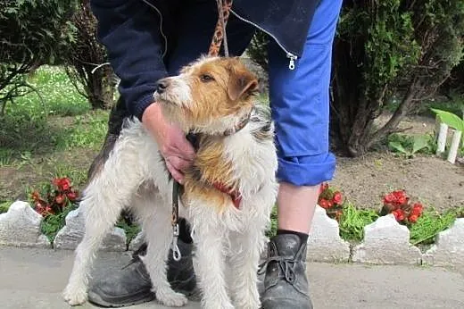 Czaruś - roczniak w typie Fox Terriera,  dolnośląs