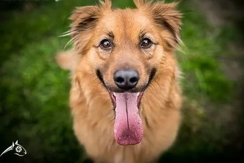 Bursztynek - pies idealny,  śląskie Częstochowa
